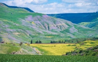 צילום גולן, אהד פרל