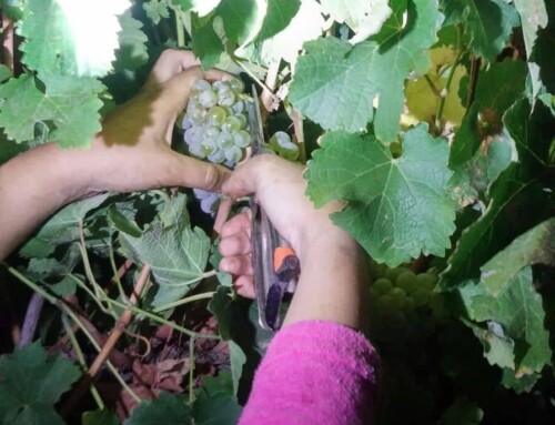 לחבק את הצער